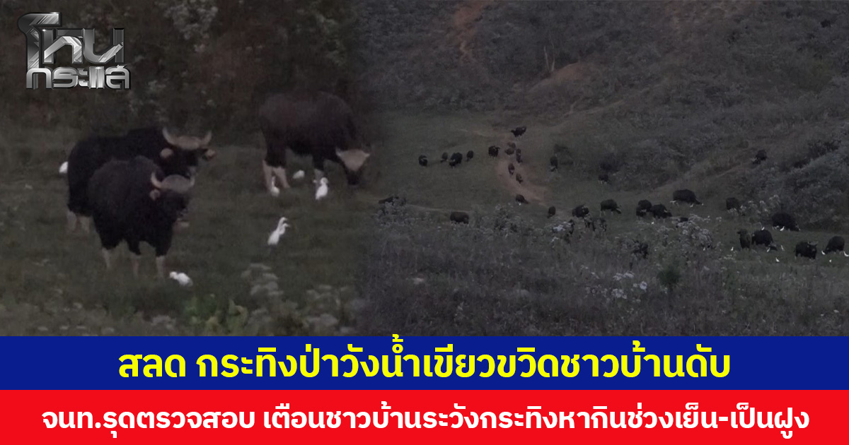 สลด กระทิงป่าวังน้ำเขียวขวิดชาวบ้านดับ จนท.รุดตรวจสอบ เตือนชาวบ้านระวังกระทิงหากินช่วงเย็น-เป็นฝูง