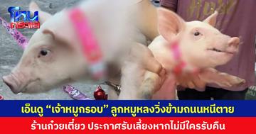 เอ็นดู “เจ้าหมูกรอบ” ลูกหมูหลงวิ่งข้ามถนนหนีตาย ร้านก๋วยเตี๋ยวประกาศรับเลี้ยงหากไม่มีใครรับคืน