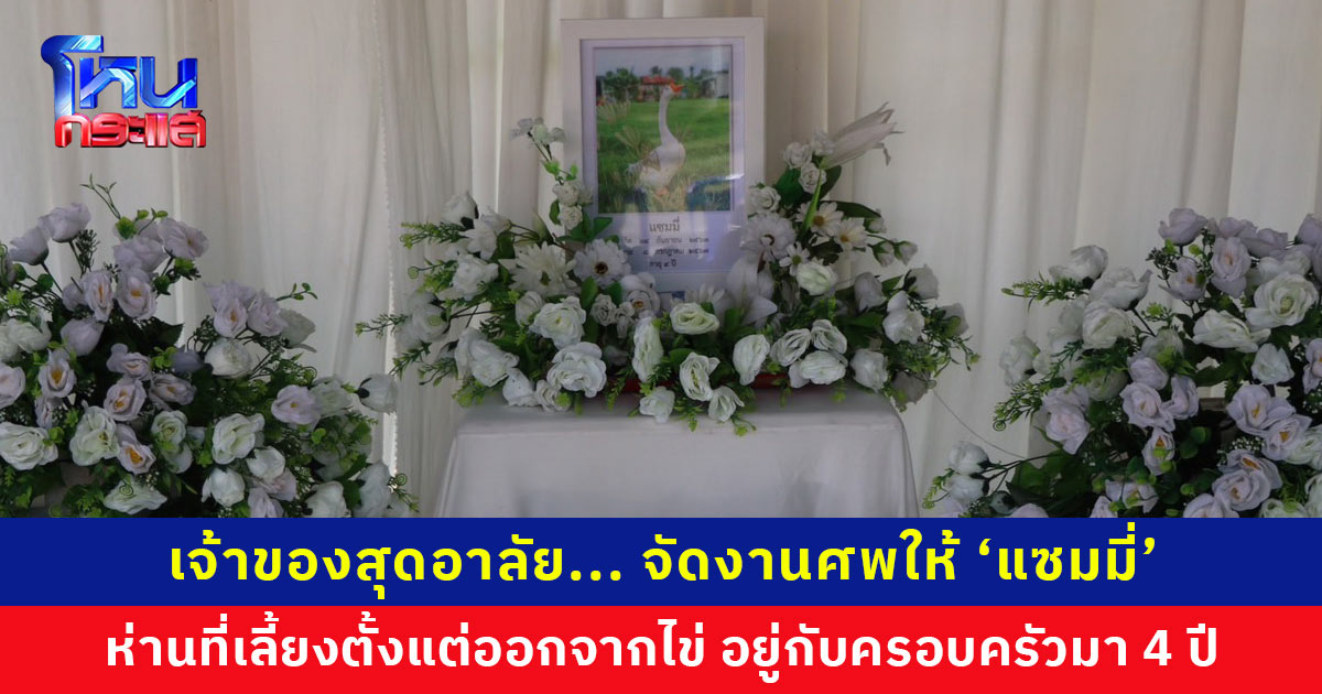 เจ้าของสุดอาลัย... จัดงานศพให้ ‘แซมมี่’ ห่านที่เลี้ยงไว้ตั้งแต่ออกจากไข่ อยู่กับครอบครัวมา 4 ปี