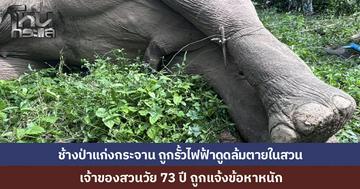 ช้างป่าสีดอแก่งกระจาน นอนตายกลางสวนชาวบ้าน ถูกไฟฟ้าดูดจนล้ม เจ้าหน้าที่แจ้งข้อหาหนักเจ้าของสวน