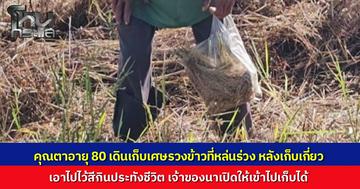 ตาวัย 80 ปี ไร้ที่ทำกิน ตระเวนเก็บเศษข้าวตกตามทุ่งนามาสีประทังชีวิต ปีนี้สังขารเริ่มโรยราแต่ต้องทำเพื่อปากท้อง