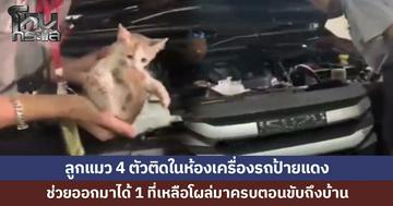 ลูกแมว 4 ตัวติดในห้องเครื่องรถ ช่วยออกมาได้ 1 หายไป 3 เจ้าของขับกลับบ้านถึงโผล่ออกมา