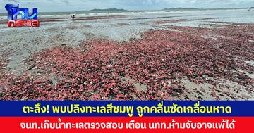 ตะลึง! พบปลิงทะเลสีชมพู ถูกคลื่นซัดเกลื่อนหาดระยอง จนท.เก็บน้ำทะเลตรวจสอบ เตือน นทท.ห้ามจับอาจแพ้ได้