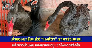 เจ้าของมารับแล้ว! “หงส์ดำ” ราคาร่วมแสน หลังชาวบ้านพบหลงมาเดินอยู่แยกไฟแดงสลักได แจ้งกู้ภัยสุรินทร์เข้าช่วยเหลือตามหาเจ้าของ