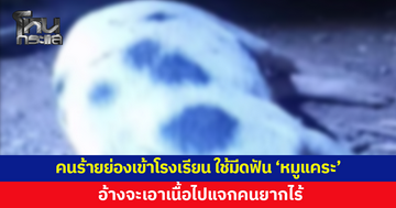 คนร้ายย่องเข้าโรงเรียน ใช้มีดฟัน 'หมูแคระ' อ้างจะเอาไปแจกคนยากไร้