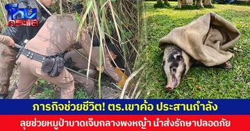 ภารกิจช่วยชีวิต! ตร.เขาค้อ ประสานกำลัง ลุยช่วยหมูป่าบาดเจ็บกลางพงหญ้า นำส่งรักษาปลอดภัย