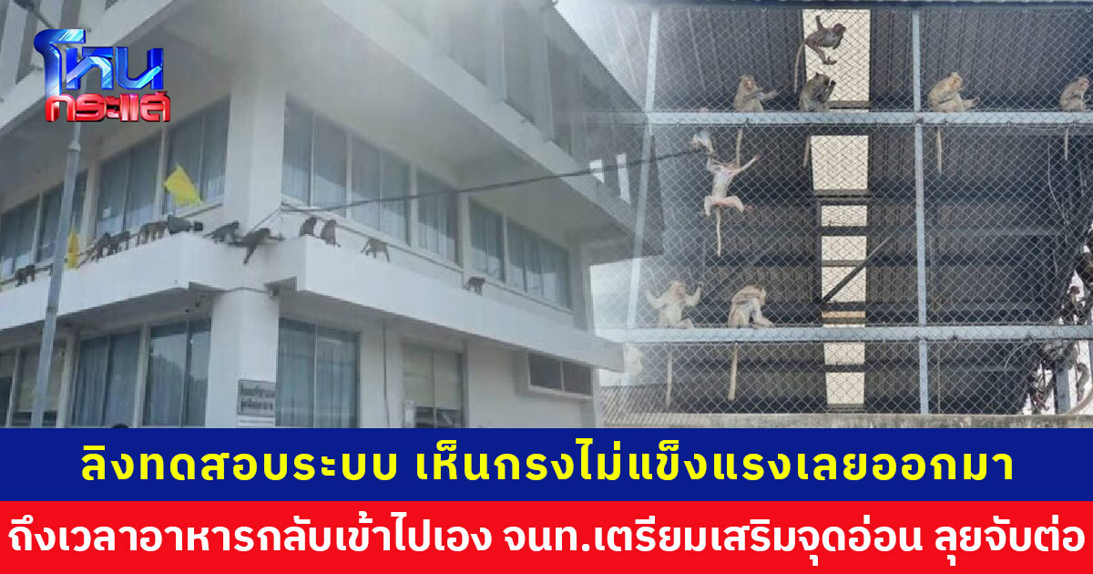 ‘หมอล็อต’ เผยลิงหลุดเพราะทดสอบกรง เตรียมเสริมจุดอ่อน จับต่อที่ศาลพระกาฬ