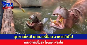 จุดขายใหม่! นทท.แห่ป้อน อาหารฮิปโป  หลังมีคลิปไวรัล โยนเข้าหรือไม่