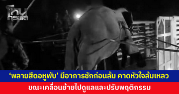 'พลายสีดอหูพับ' มีอาการชักก่อนล้ม คาดหัวใจล้มเหลว ขณะเคลื่อนย้ายไปดูแลและปรับพฤติกรรม