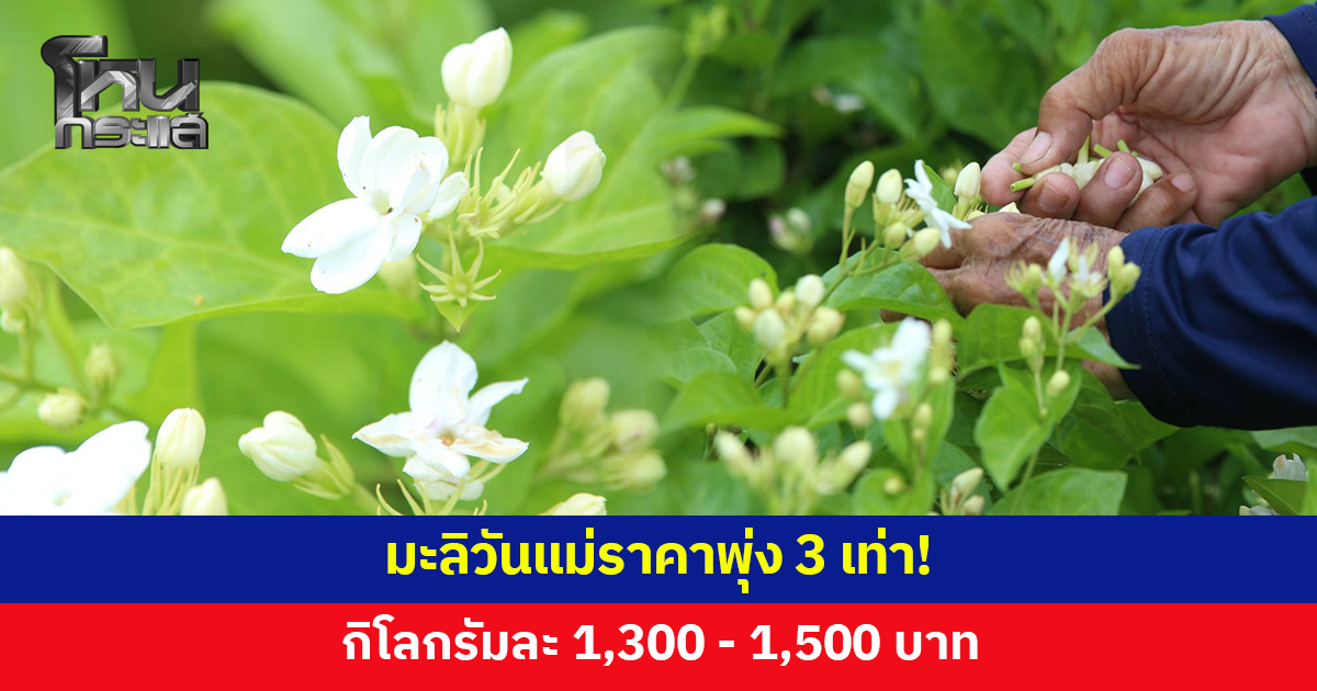 มะลิวันแม่ราคาพุ่ง 3 เท่า! กิโลกรัมละ 1,300 - 1,500 หลังผลผลิตลดจากอากาศแปรปรวน