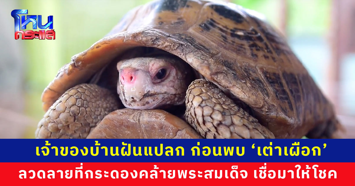 เจ้าของบ้านฝันแปลก ก่อนพบ 'เต่าเผือก' กระดองคล้ายพระสมเด็จ เชื่อมาให้โชค