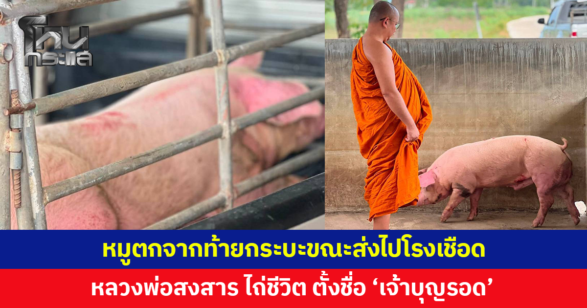 หมูตกจากท้ายกระบะขณะส่งไปโรงเชือด เจ้าอาวาสวัดพลายชุมพลเห็นแล้วสงสาร ขอไถ่ชีวิต