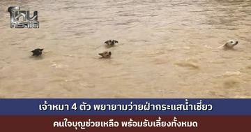 เจ้าหมา 4 ตัว พยายามว่ายฝ่ากระแสน้ำเชี่ยว คนใจบุญช่วยเหลือ พร้อมรับเลี้ยง