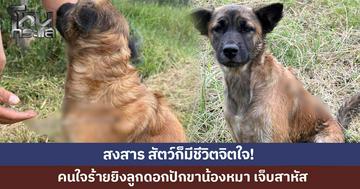 สัตว์ก็มีชีวิตจิตใจ! น้องหมาถูกคนใจร้ายยิงลูกดอกเหล็กแหลมปักขา