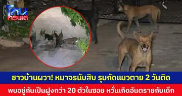 ชาวบ้านผวา! หมาจรนับสิบ รุมกัดแมวตาย 2 วันติด พบอยู่กันเป็นฝูงกว่า 20 ตัวในซอย หวั่นเกิดอันตรายกับเด็ก