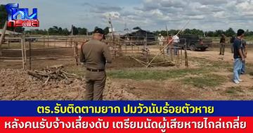 คนรับจ้างเลี้ยงดับ ทำวัวนับร้อยตัวหาย ตร.รับติดตามยาก เตรียมนัดผู้เสียหายไกล่เกลี่ย 25 มิ.ย.นี้