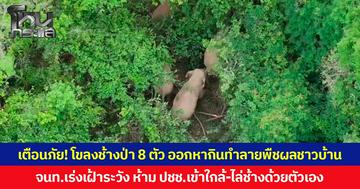 เตือนภัย! โขลงช้างป่า 8 ตัว ออกหากินทำลายพืชผลชาวบ้านบริเวณเขาหวาย จ.สระแก้ว เจ้าหน้าที่เร่งเฝ้าระวัง  ห้าม ปชช. เข้าใกล้-ไล่ช้างด้วยตัวเอง หวั่นเกิดอันตรายถึงชีวิต