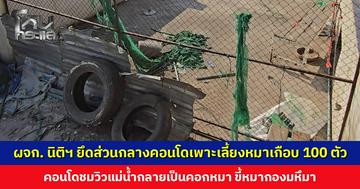 ผู้จัดการนิติฯ ยึดส่วนกลางคอนโดเพาะเลี้ยงหมาเกือบ 100 ตัว คอนโดชมวิวแม่น้ำกลายเป็นคอกหมา ขี้หมากองมหึมา