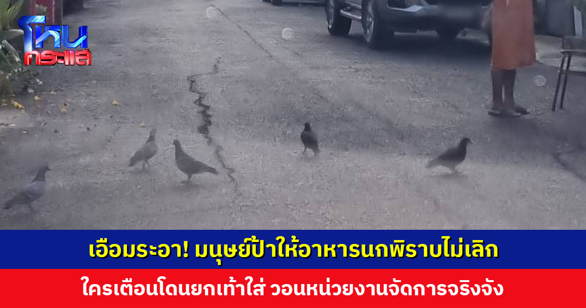 มนุษย์ป้าให้อาหารนกพิราบไม่เลิก ใครเตือนโดนยกเท้าใส่ เจ้าตัวยังปากแข็ง บอกเลิกแล้ว ที่ยกเท้าเพราะออกกำลังกาย