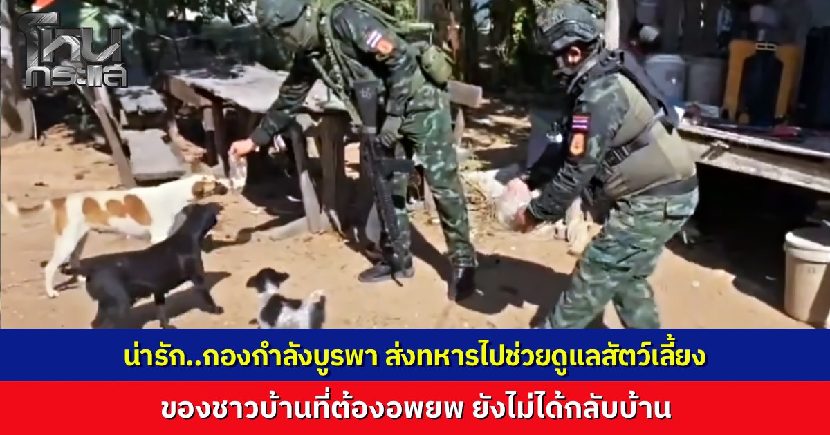 ทุกชีวิตมีค่า กองกำลังบูรพาไม่ทอดทิ้ง ส่งทหารดูแลให้อาหารสัตว์เลี้ยงชาวบ้านโซนตาพระยา หลังเจ้าของต้องอพยพหนีภัยชายแดน