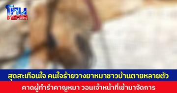 สุดสะเทือนใจ คนใจร้ายวางยาหมาของชาวบ้านตายหลายตัว คาดผู้ทำรำคาญหมา วอนเจ้าหน้าที่เข้ามาจัดการ