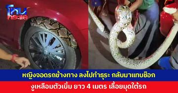 หญิงจอดรถข้างทาง ลงไปทำธุระ พอกลับมาแทบช็อก งูเหลือม 4 เมตร เลื้อยมุดใต้รถ