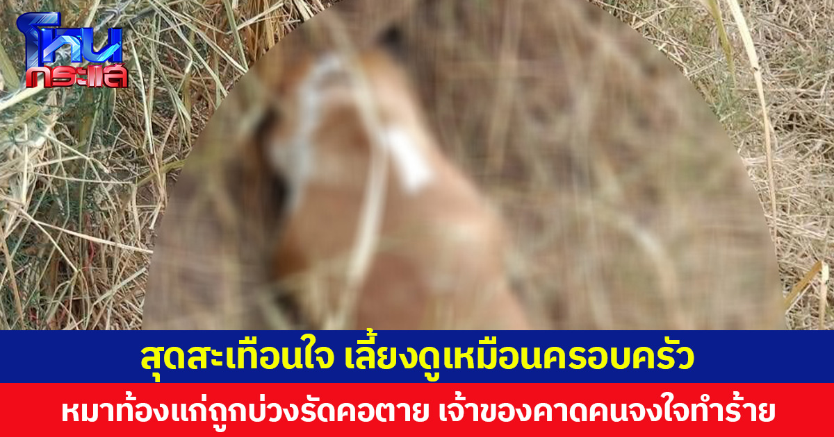 สุดสะเทือนใจ  เลี้ยงดูเหมือนครอบครัว  หมาท้องแก่ถูกบ่วงรัดคอตาย เจ้าของคาดคนจงใจทำร้าย วอนตำรวจเร่งหาตัวคนทำมาดำเนินคดี