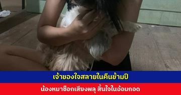 เจ้าของใจสลาย น้องหมาช็อกเสียงพลุปีใหม่ สิ้นใจในอ้อมกอด