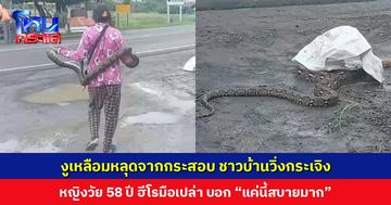 งูเหลือมหลุดจากกระสอบ หญิงวัย 58 ปี ฮีโรมือเปล่า โดนงูรัดยังไม่หวั่น ค่อยๆ จับออก บอก “แค่นี้สบายมาก”