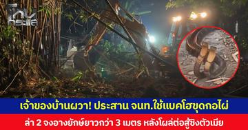 เจ้าของบ้านผวา! ประสาน จนท.ใช้รถแบคโฮขุดกอไผ่ ล่า 2 จงอางยักษ์ยาวกว่า 3 เมตร หลังโผล่ต่อสู้ชิงตัวเมีย