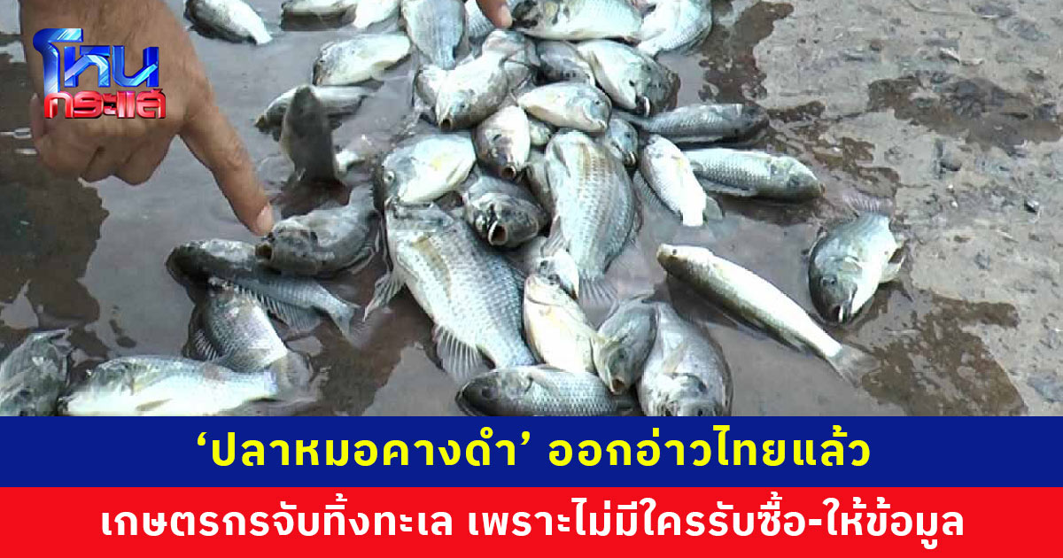 ‘ปลาหมอคางดำ’ ออกอ่าวไทยแล้ว เกษตรกรโอดกินกุ้งหมดบ่อ ต้องหยุดทำธุรกิจ เลยจับทิ้งทะเล เผยตอนนั้นไม่มีที่ไหนรับซื้อ ไม่มีใครให้ข้อมูล
