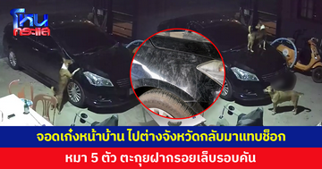 เจ้าของรถแทบช็อก เก๋งจอดหน้าบ้านเป็นรอยขีดข่วน เปิดกล้องดูฝีมือหมา 5 ตัว