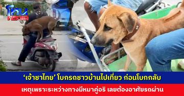 ‘เจ้าชาไทย’ หมาติดเที่ยว โบก จยย. ชาวบ้านไปเที่ยวตลาด ก่อนโบกรถกลับที่เดิม
