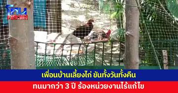 เพื่อนบ้านเลี้ยงไก่ ขันทั้งวันทั้งคืน ทนมานานกว่า 3 ปี ร้องหน่วยงานไร้แก้ไข