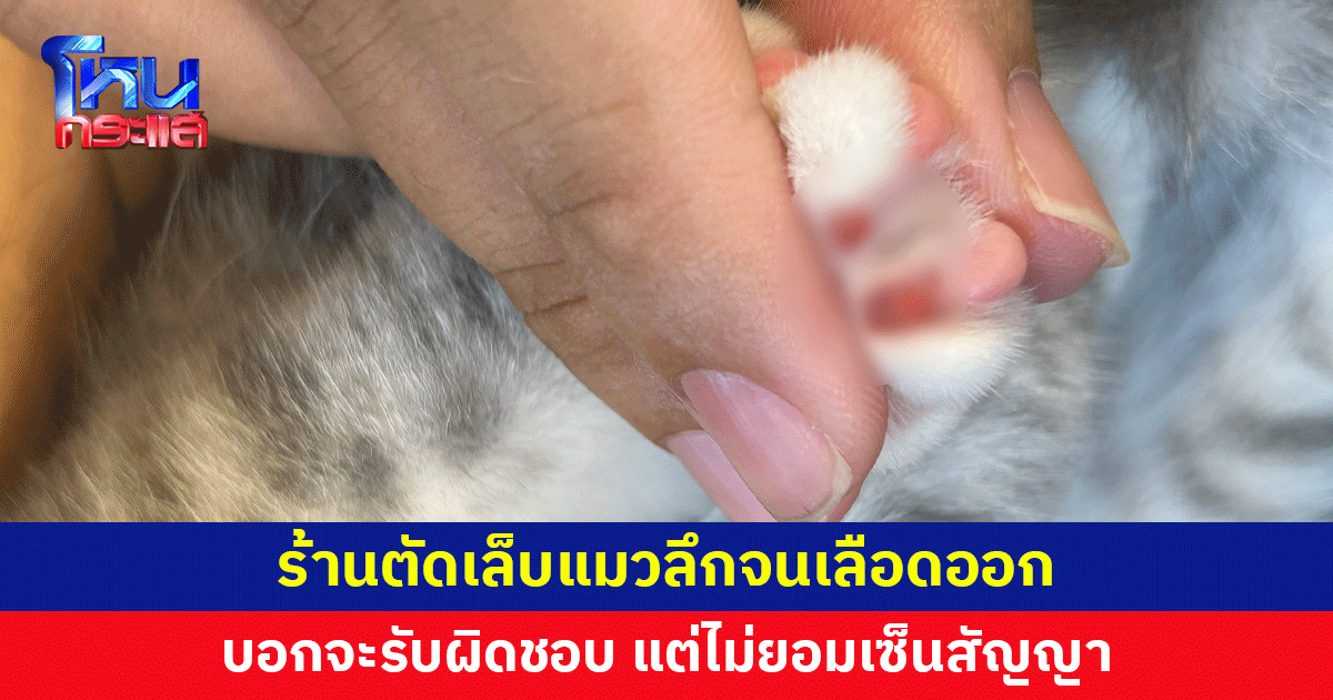พาแมวไปอาบน้ำ ร้านตัดเล็บลึกเกิน เลือดออกทั้ง 16 เล็บ