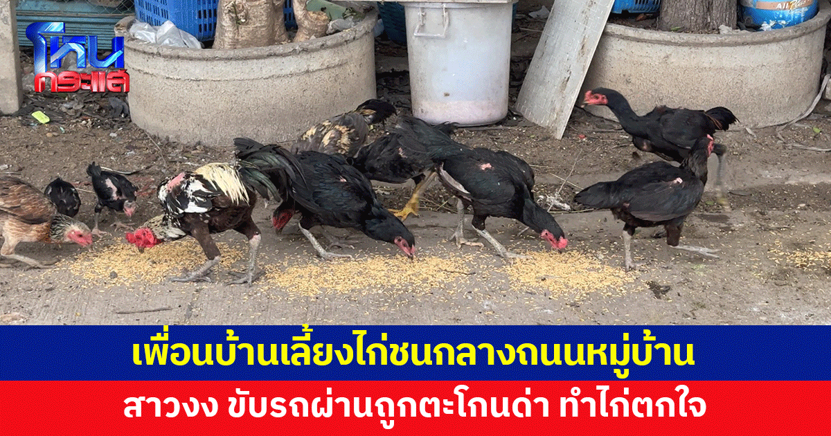 เพื่อนบ้านเลี้ยงไก่ชนกลางถนน​ สาวขับรถผ่าน ถูกตะโกนด่า ทั้งที่เป็นถนนหมู่บ้าน​ 