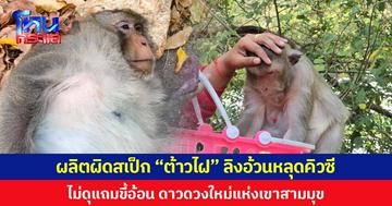 ผลิตผิดสเป็ก “ต้าวไฝ” ลิงอ้วนหลุดคิวซี  ไม่ดุแถมขี้อ้อน ดาวดวงใหม่แห่งเขาสามมุข