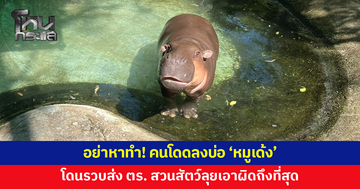 อย่าหาทำ! คนกระโดดลงบ่อ 'หมูเด้ง' โดนรวบส่งตำรวจ สวนสัตว์ลุยเอาผิดถึงที่สุด 