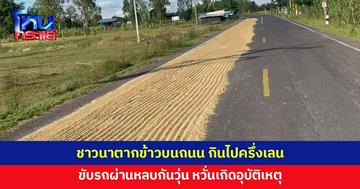 ชาวนาตากข้าวบนถนน คนขับรถผ่านต้องหลบกันเอง หวั่นเกิดอุบัติเหตุ