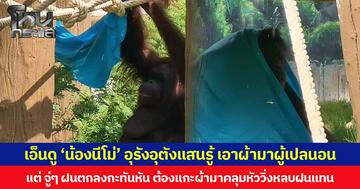 เอ็นดู ‘น้องนีโม่’ อุรังอุตังแสนรู้ เอาผ้ามาผู้เปลนอน แต่จู่ ๆ ฝนตกลงกะทันหัน ต้องแกะผ้ามาคลุมหัววิ่งหลบฝนแทน