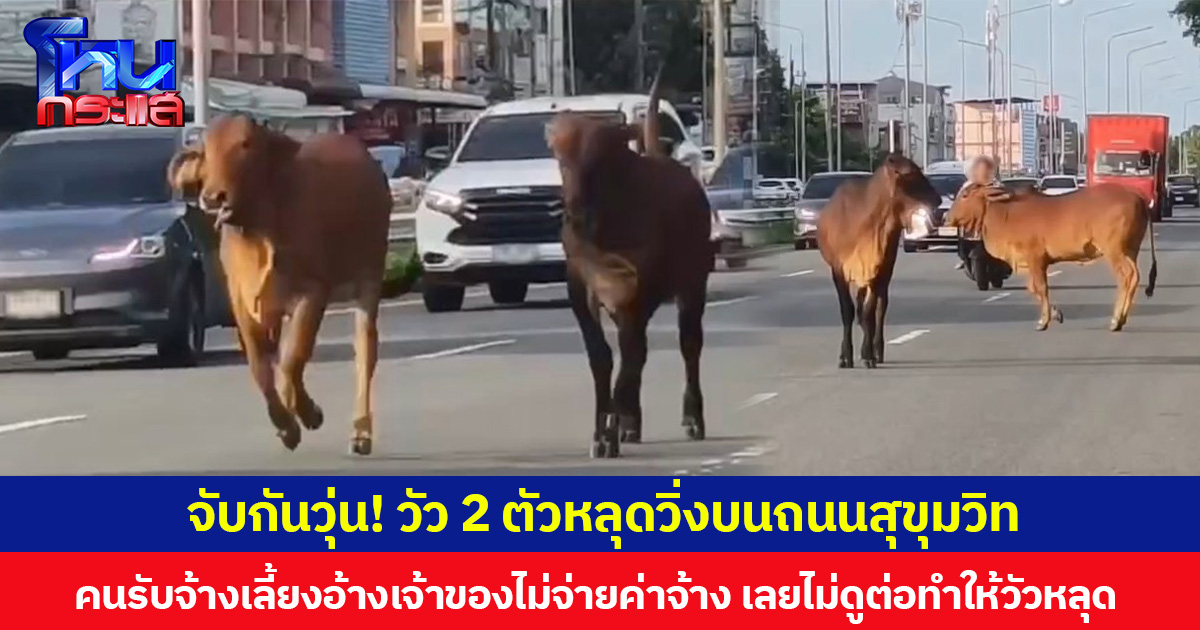 จับกันวุ่น! วัว 2 ตัวหลุดวิ่งบนถนนสุขุมวิท คนรับจ้างเลี้ยงอ้างเจ้าของไม่จ่ายค่าจ้าง เลยไม่ดูต่อทำให้วัวหลุด