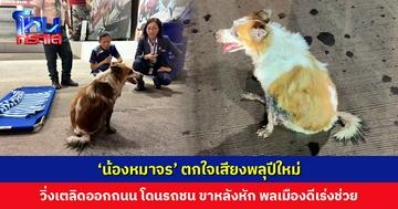 ‘น้องหมาจร’ ตกใจเสียงพลุ วิ่งเตลิดออกถนน โดนรถชน ขาหลังหัก พลเมืองพาส่ง รพ.สัตว์