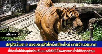 ปศุสัตว์เขต 5 ชี้แจงสาเหตุเสือโคร่งเชียงใหม่ตายจำนวนมาก ผลชันสูตรติดเชื้อไข้หัดสุนัขร่วมกับแบคทีเรียไมโคพลาสมา ย้ำไม่ติดต่อสู่คน