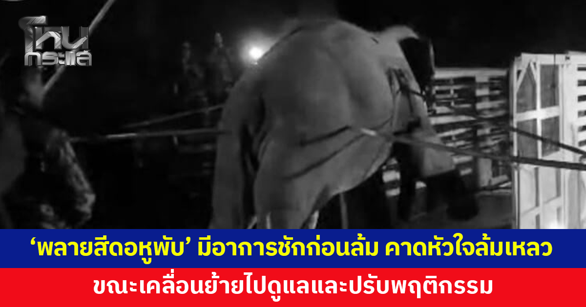 'พลายสีดอหูพับ' มีอาการชักก่อนล้ม คาดหัวใจล้มเหลว ขณะเคลื่อนย้ายไปดูแลและปรับพฤติกรรม