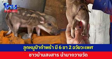 ลูกหมูป่ากำพร้า มี 6 ขา 2 อวัยวะเพศ ชาวบ้านสงสาร นำมาถวายวัด