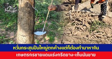 เกษตรกรชายแดนเร่งกรีดยาง-เก็บมันขาย แม้หวั่นกระสุนปืนใหญ่ตกค้าง ยอมรับกลัวแต่ต้องทำมาหากิน
