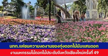 นทท.แห่ชมความงดงามของทุ่งดอกไม้นับแสนดอก งานมหกรรมไม้ดอกไม้ประดับจังหวัดเชียงใหม่ครั้งที่ 49 ขณะที่หลายคนเริ่มกังวลหลังพบดอกไม้เมืองหนาวหลายจุดเหี่ยวเฉาเร็วกว่ากำหนด