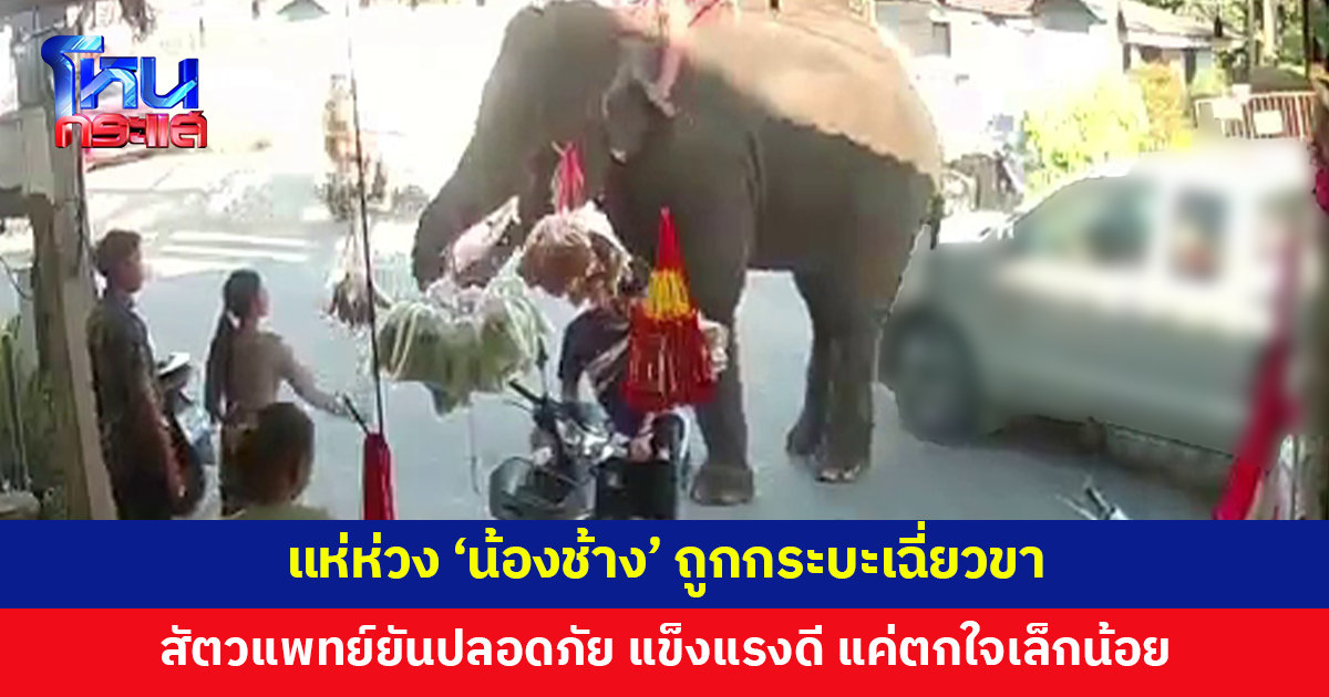 ชาวเน็ตแห่ห่วง 'น้องช้าง' ถูกกระบะเฉี่ยวขาระหว่างเดินกลับบ้าน สัตวแพทย์ยันปลอดภัย แข็งแรงดี แค่ตกใจเล็กน้อย