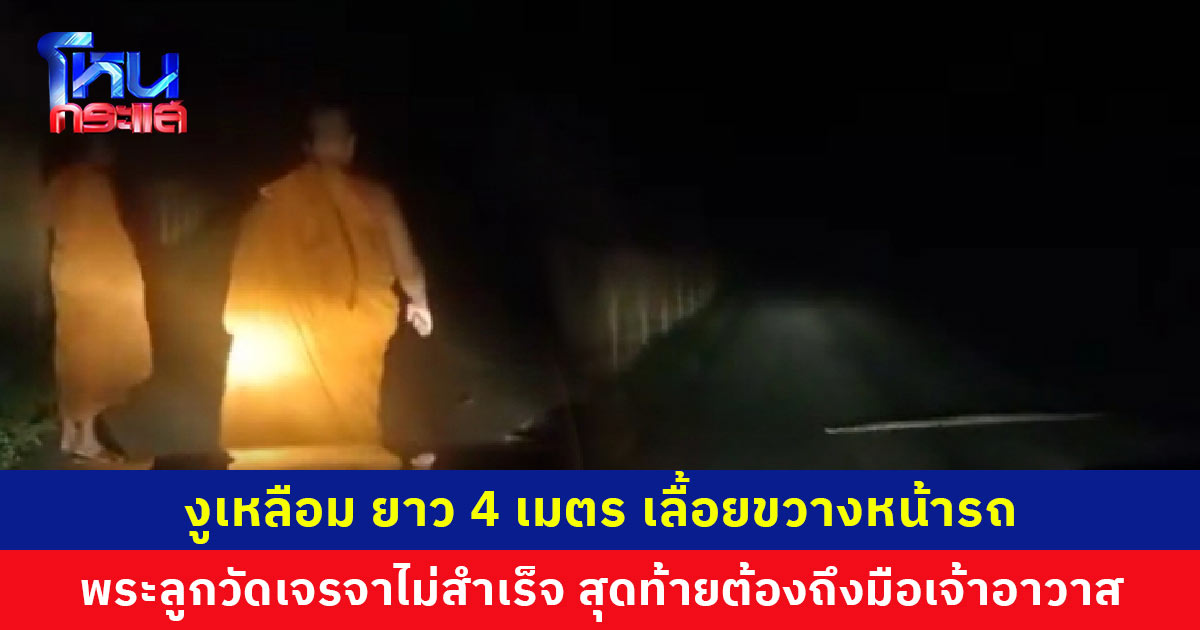 งูเหลือม ยาว 4 เมตร เลื้อยขวางหน้ารถ พระลูกวัดเจรจาไม่สำเร็จ สุดท้ายต้องถึงมือเจ้าอาวาส ยอมเลื้อยลงป่าข้างทาง