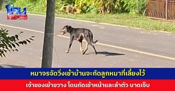 หมาจรจัดวิ่งเข้าบ้านจะกัดลูกหมา เจ้าของเข้าขวางโดนกัดเจ็บ อบต. เร่งตรวจเชื้อพิษสุนัขบ้า
